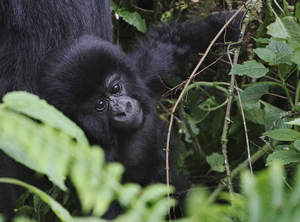 This photo taken on June 17, 2012, shows a young member of the Agashya family of mountain Gorillas frolicking in dense undergrowth at the Virunga National park in Rwanda. For ten years the number of mountain gorillas has shown a steady growth in the Virungas mountains, which is shared by Rwanda, Uganda and Democratic Republic of Congo (DRC). The large primates in the national park now number about 480 individuals, out of a world population of 790. This trend, achieved despite chronic armed conflict across the D.R. Congo border that adjoins the gorilla habitat, is essentially the result of sustained fight against poaching, say the Rwandan authorities. AFP PHOTO / AUDE GENET