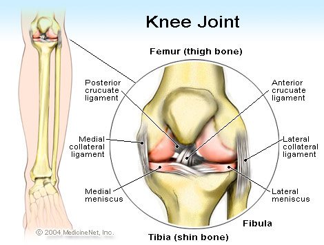 knee joint