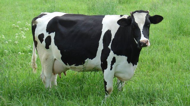 cow1