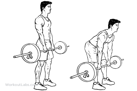 Exercise Routine: Romanian Deadlift