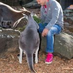 ljungberg taronga zoo 2