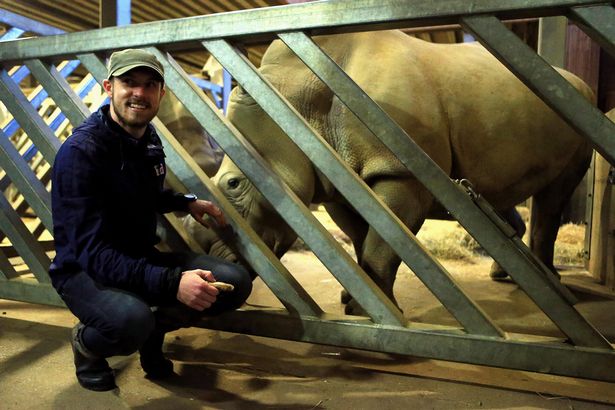 Arsenal players receive surprise at training 3 aaron ramsey rhino