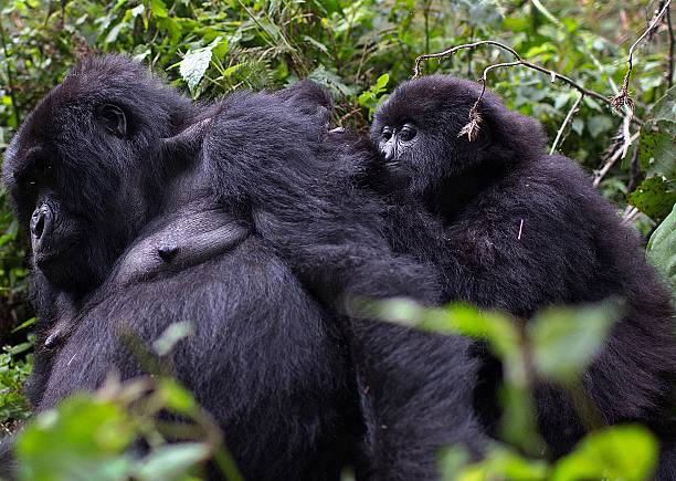 David Luiz expected in Rwanda today 4 Male mountain Gorillas, members of the Agashya family, are pictured in the Sabyinyo Mountains of Rwanda on December 27, 2014. Rwanda, well known for mountain gorillas an endangered species found only in the border areas between Rwanda, Uganda and the Democratic Republic of the Congo and hosted more than a million visitors between 2006-13, generating from the national parks alone $75m (£44m) in tourism revenue in that time; 85% of this is from trekkers who come to see some of the country's 500 gorillas. AFP PHOTO/Ivan LIEMAN