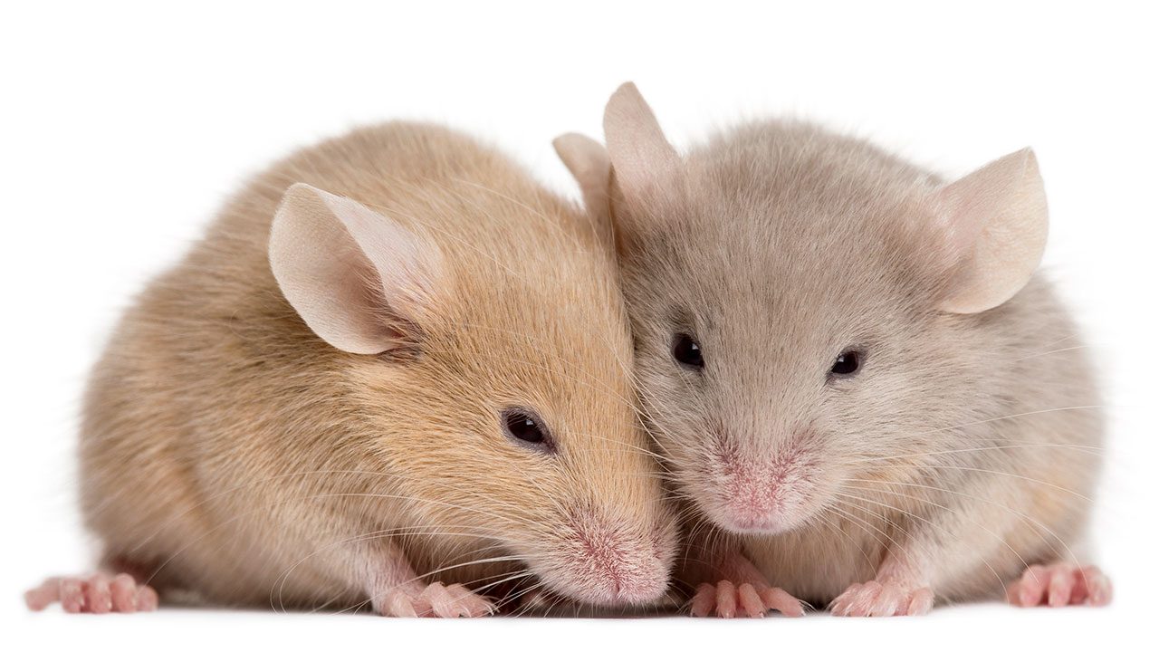 mice