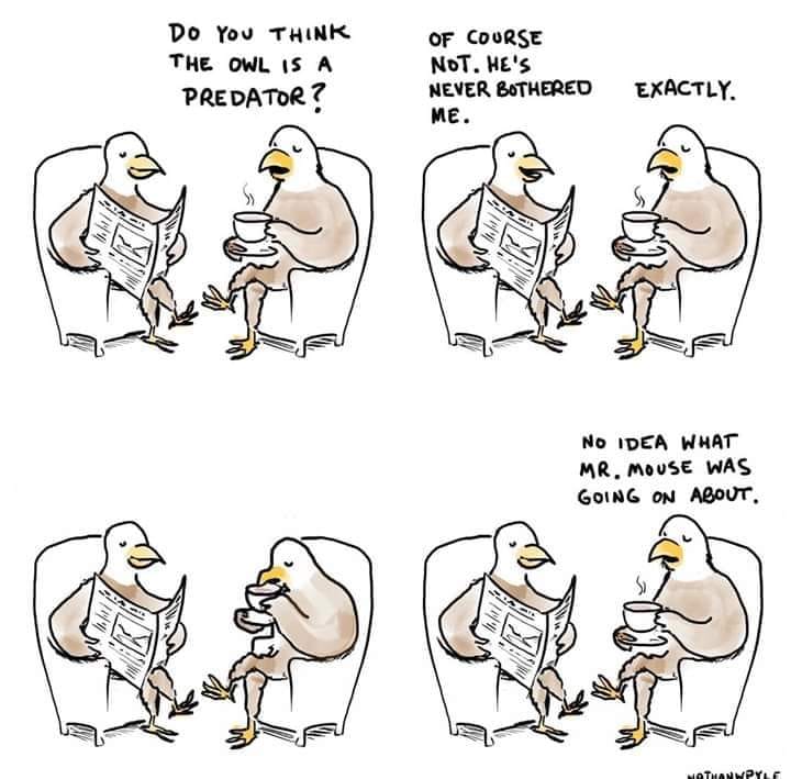 hawks owls