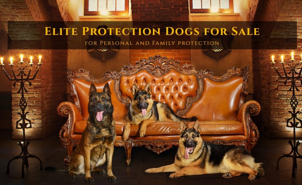 elite guard dogs e1596568490298