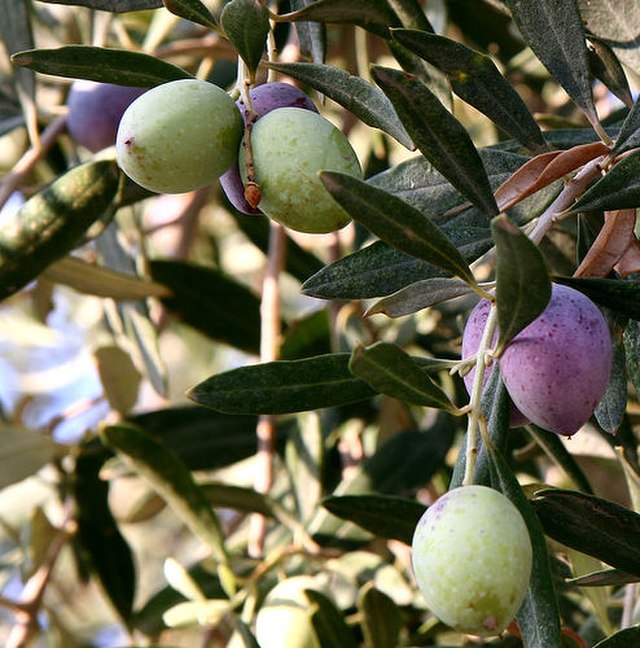 Mikel Arteta uses olive tree to boost Arsenal morale 3 Olive Tree Kids. Taken by Naomi Bonney-Turner in Spain.