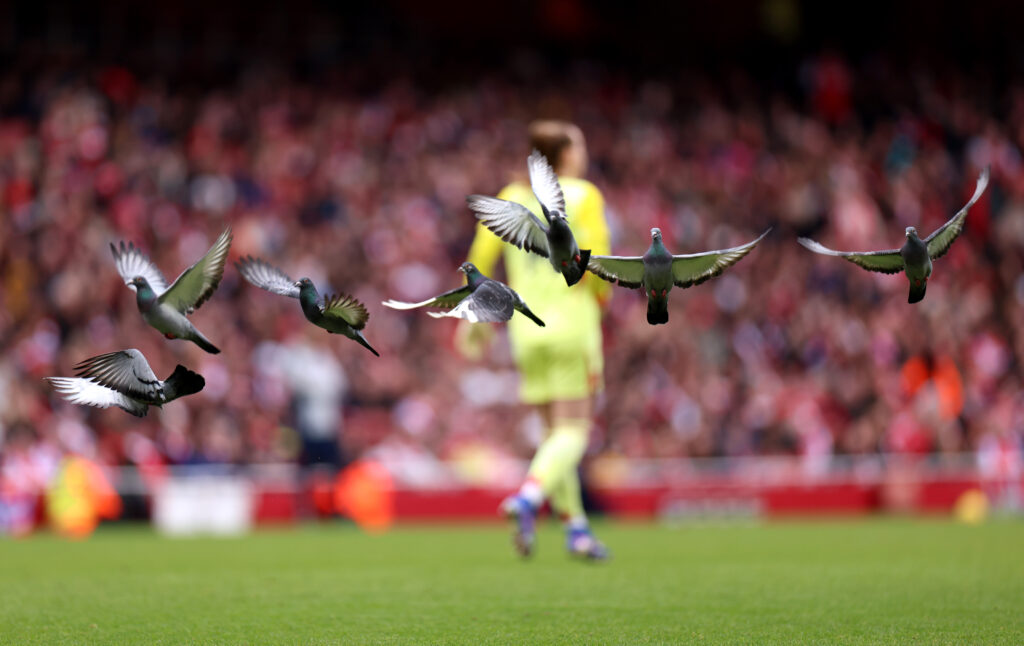LONDON, ENGLAND - FEBRUARY 08: Pigeons are seen flying inside the stadium during the Barclays Women's Super League match between Arsenal and Manchester City at Emirates Stadium on February 08, 2026 in London, England. (Photo by Harry Murphy/Getty Images)