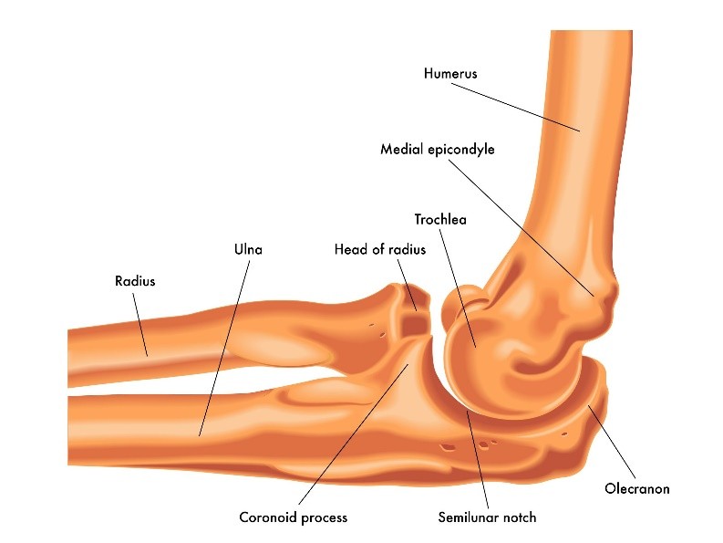 image-result-for-image-of-bones-of-the-elbow-2